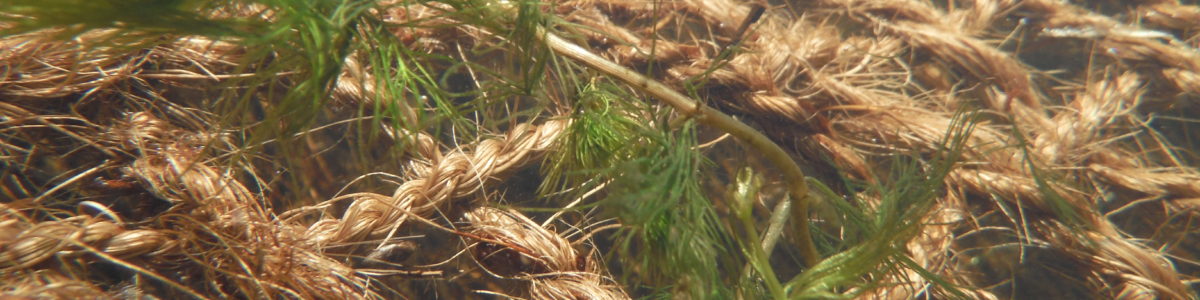 Offre de stage ICEMA pour Master 2 - Suivi de cultures d'hydrophytes en plans d'eau