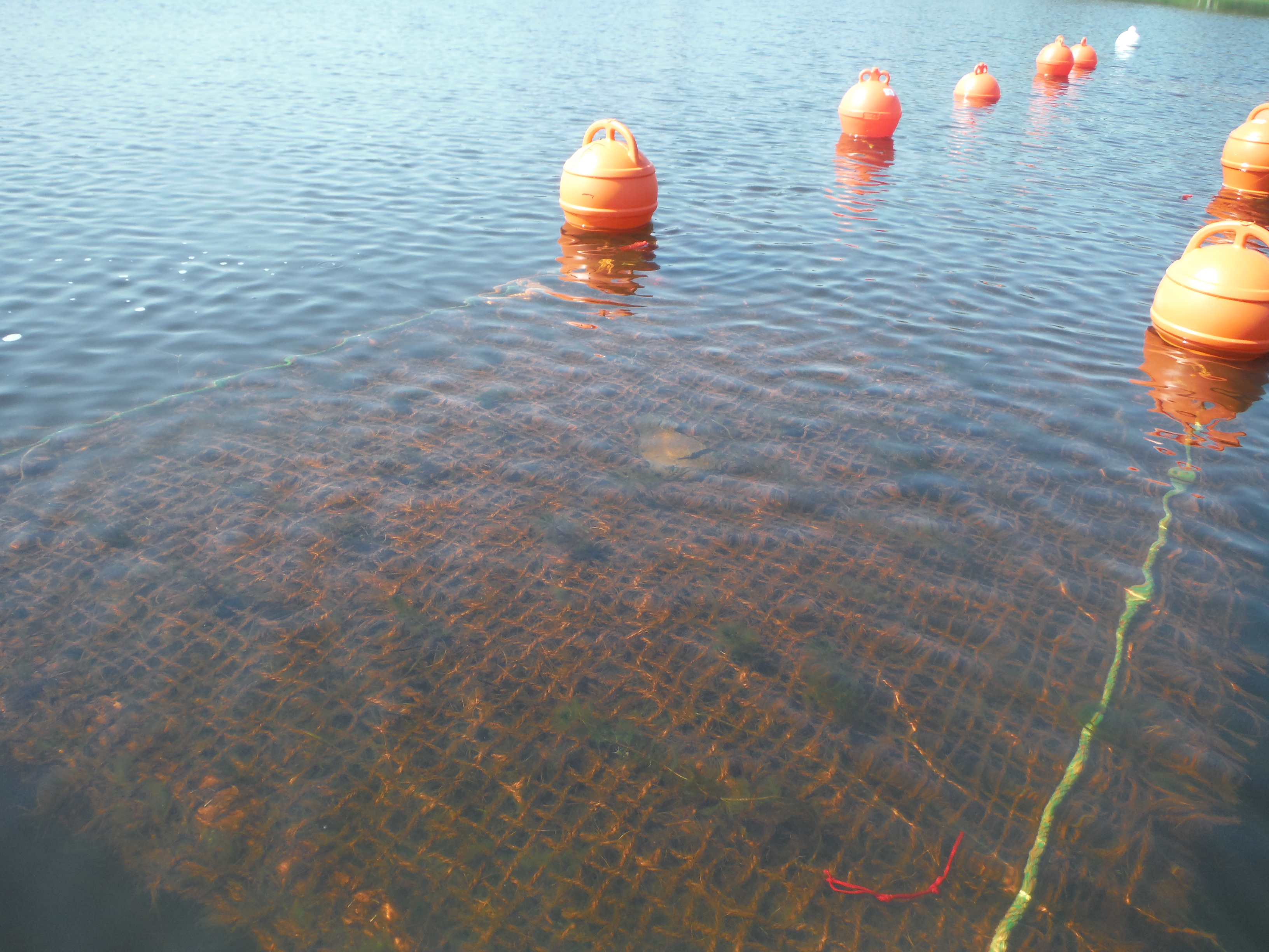 Modules CYANPROTEC innovation hydrophytes cultures expérimentations