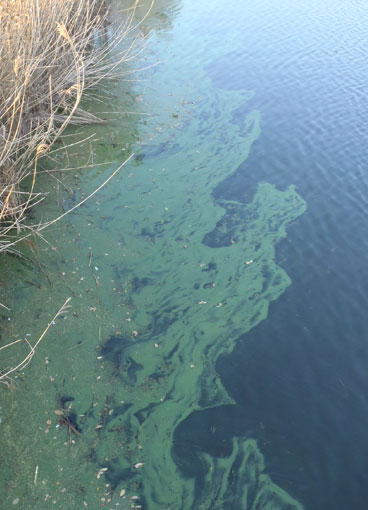 Diagnostic algal cyanobactéries Bretagne