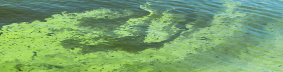 Lutte contre les cyanobactéries dans les rivières