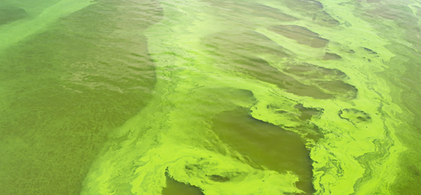 Cyanobacteries des milieux aquatiques à Saint-Malo